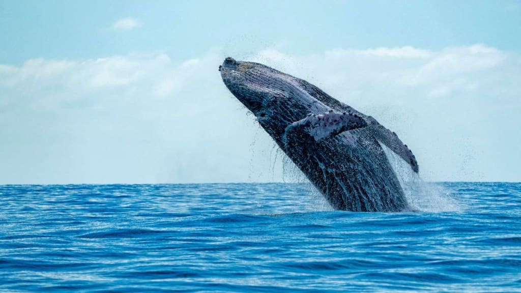 humpback whale breaching